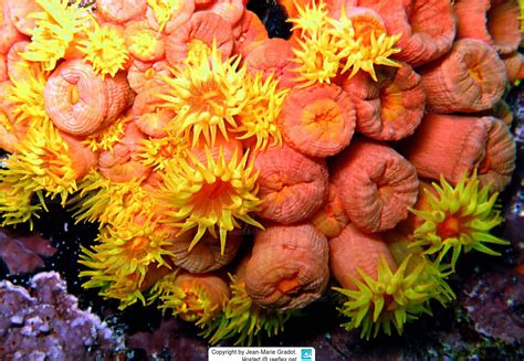 Tubastraea Coccinea Orange Cup Coral