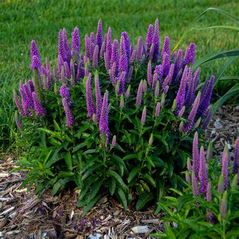 Below we've put togther a list of 20+ perennial flower favorites that are unfussy, long lived and year. Magic Show® 'Purple Illusion' - Spike Speedwell - Veronica ...