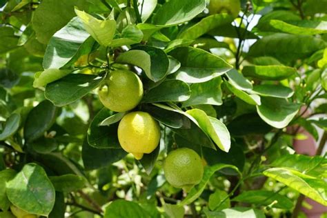 How To Grow Lemon Tree From Seed A Step By Step Guide For Beginners