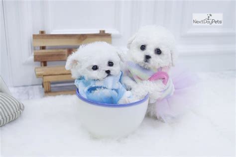 Teacup Otisolive Bichon Frise Puppy For Sale Near New
