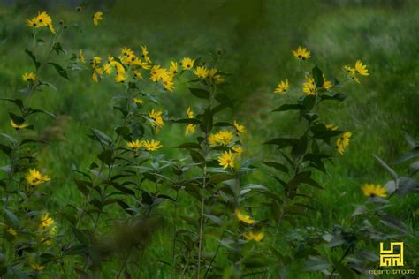 See more of botanika fiori spontanei on scarica questa immagine gratuita di fiori spontanei gialli dalla vasta libreria di pixabay di immagini e. Fiori Spontanei Gialli