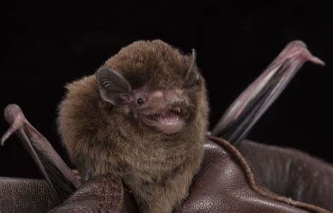 Hiding In Our Midst Inside The World Of Melbournes Microbats