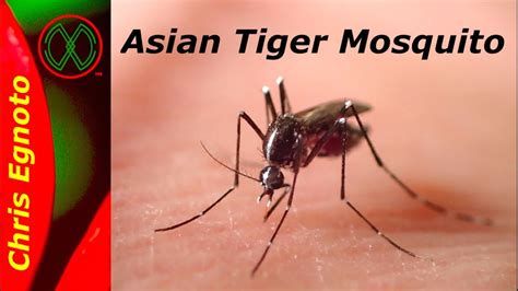 Asian Tiger Mosquito The Mosquito To Fear Alert Youtube