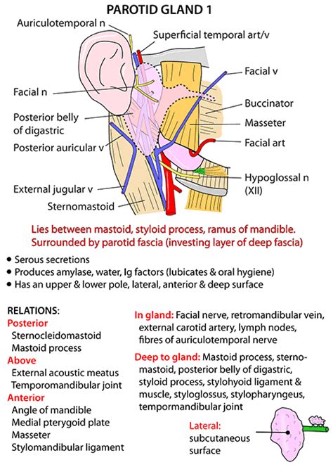 Instant Anatomy Head And Neck Areasorgans Salivary Glands Images And