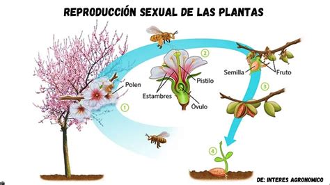 Reproducci N Sexual En Las Plantas Video Educativo Youtube
