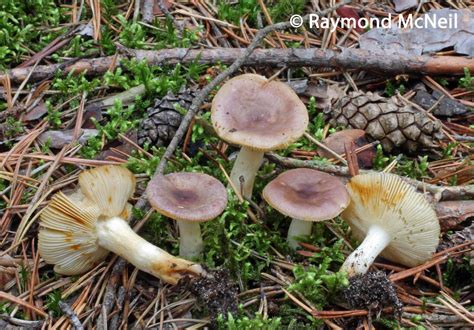 Russula abietina / Russule du sapin | Collection Raymond-McNeil | Flickr