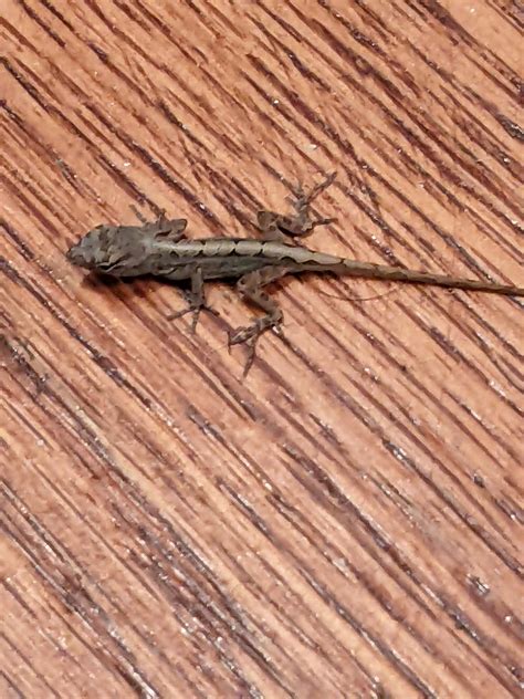 Lizard Found Inside Home Chicago Il Havent Seen Anything Close