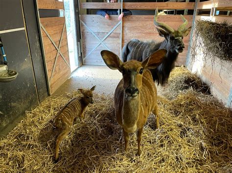 Newquay Zoo Welcomes An Adorable New Antelope Newquay Zoo