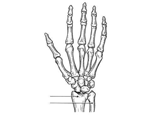 Human Handmj Quiz