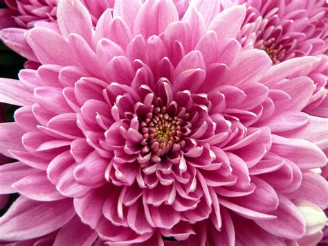 Shallow Focus Photograph Of Pink Flower Chrysanthemum Hd Wallpaper