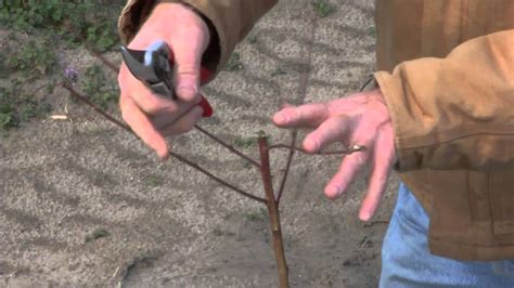 How To Prune A Young Peach Tree