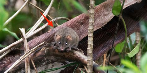 First Species To Go Extinct Due To Climate Change Bramble Cay Melomys