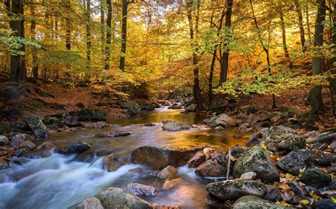 Download Wallpapers Autumn Landscape River Yellow Trees Forest