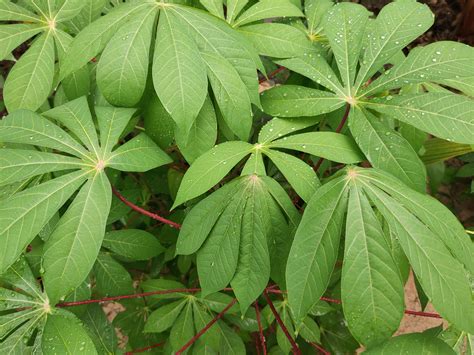 Cassava Plant Care And Growing Guide