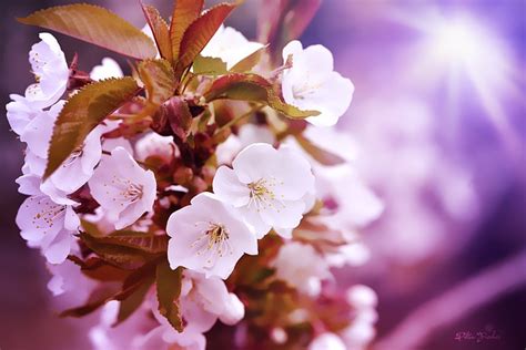 Kirsebærblomster Kirsebærtre · Gratis Foto På Pixabay