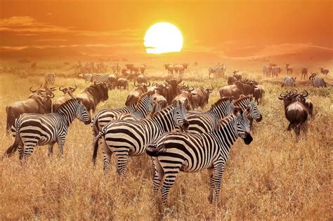 Serengeti National Park Tanzania Safaris Tanzania National Parks