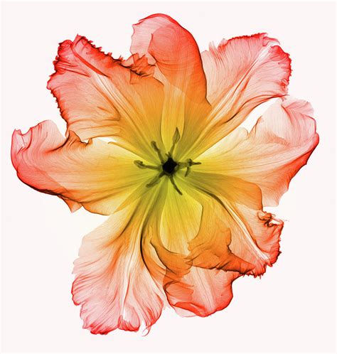 X Ray Of A Tulip Flower 2 Photograph By Ted M Kinsman Pixels