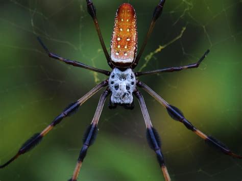 7 Common Spiders You Can Find In Florida