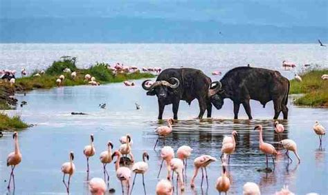 Lake Nakuru National Park Inspire African Safaris