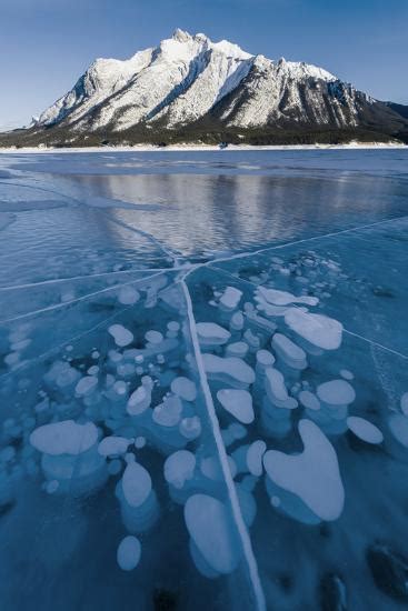 Methane Bubbles Frozen In Ice Below Mt Michener Abraham Lake