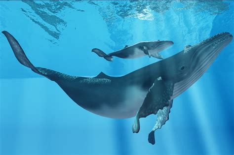 Humpback Whale Facts For Kids Brisbane Kids