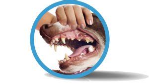 Important puppy teeth information for new owners. Pet Broken Teeth Treatment - Skyline Animal Hospital