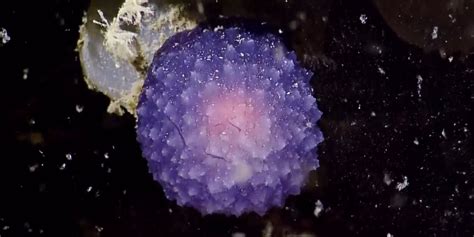 Mysterious Purple Blob Found Underwater Business Insider