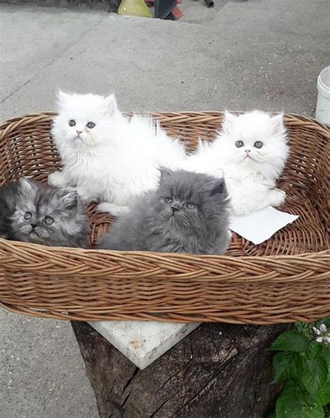 Mačke Persijski Macici Na Prodaju 1330055 Top Oglasi