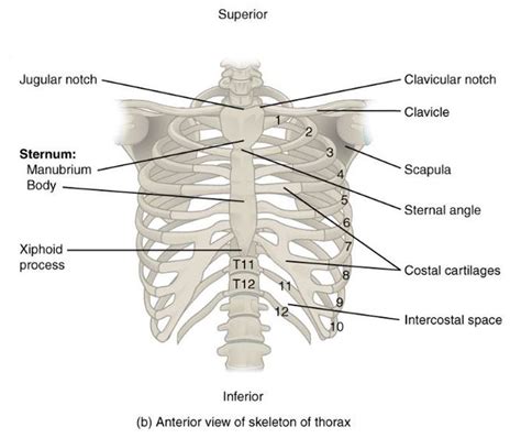 The Thoracic Cage Scientist Cindy