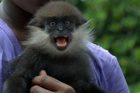 Screaming Baby Monkey Tijdens Bootsafari Omgeving Hikkaduw Flickr