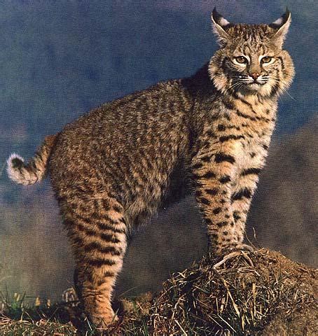 All sign is either confirmed by animal sighting or distinct enough for me stake. Felinos de México nombres Originarios en Nahuatl | GeekAzteca