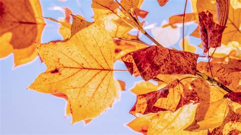 Download Wallpaper Best Autumn Leaves 1366x768