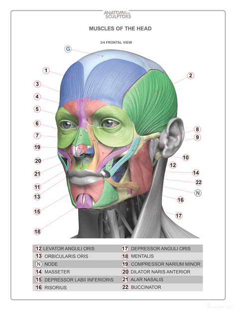 Anatomia Facial Aprende Los Músculos De La Cara Libro Para Colorear By