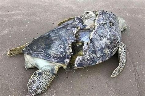 Sea Creature Killed Is Giant Hard Shelled Turtle Mysteriously Sliced In