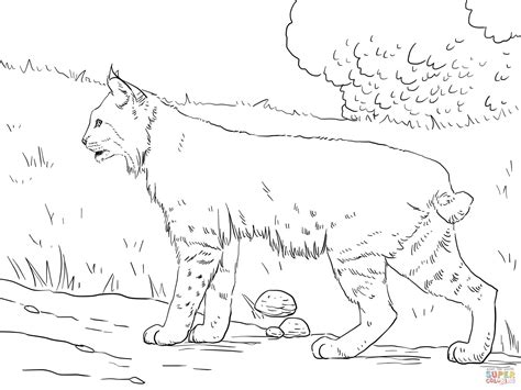 Bobcat Coloring Pages For Kids Coloring Pages