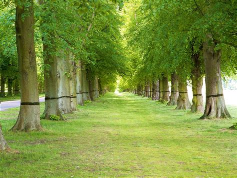 Upload your first copyrighted design. Green Garden Wallpapers Group (74+)
