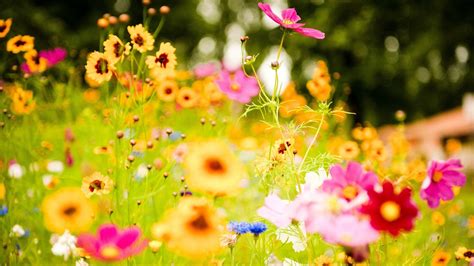 40 Beautiful Flower Wallpapers Free To Download