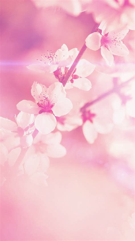 cherry blossom iphone hd wallpaper pixelstalk