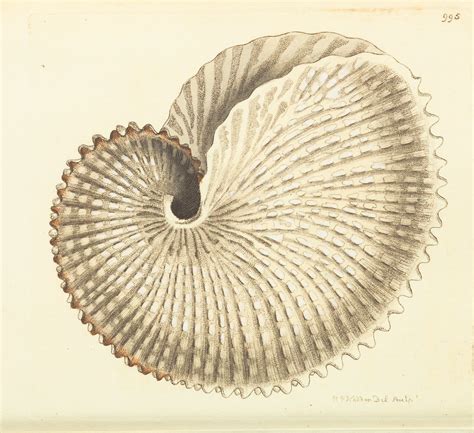 V23 995 Paper Nautilus Thecmn Flickr