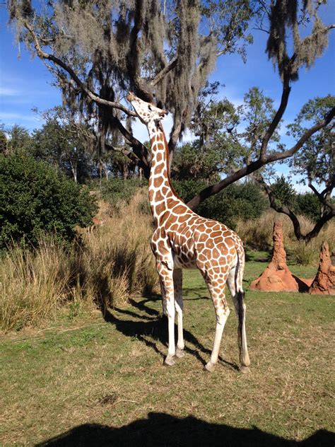 Animal Kingdom Safari Giraffes Animal Kingdom Savannah Chat Disney