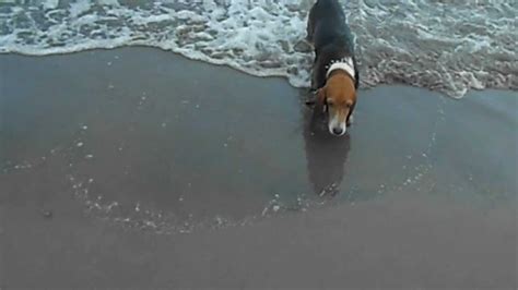 Basset Hound Swimming At The Beach Youtube