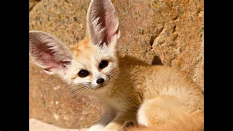 Facts About The Elusive Little Fennec Fox Youtube