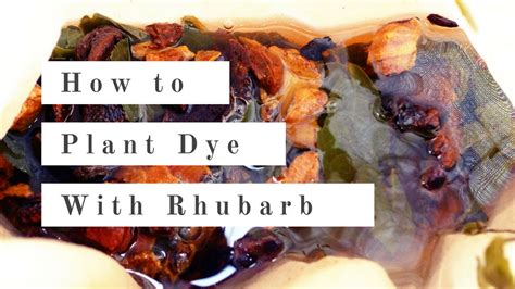 How To Plant Dye With Rhubarb 대황으로 천연염색하기 Natural Dyeing Tutorial Youtube