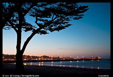 Picturephoto Monterey Harbor And Cypress Tree At Sunset Monterey