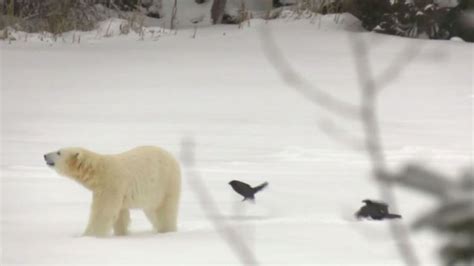 Watch These Cochrane Ont Polar Bears Strut Their Stuff On Frozen Lake