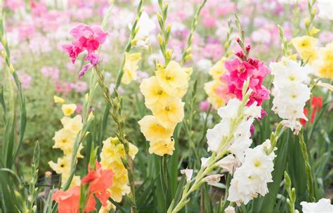 Gladiolus Birthday Flowers August Birth Flower Birthdaybuzz