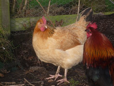 Sussex For Sale Chickens Breed Information Omlet