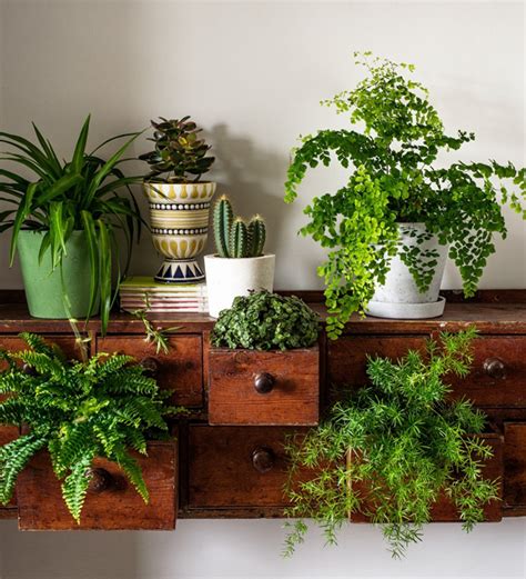 Indoor Plant Styling Tips To Create Your Own Green Corner Page 3 Of 3