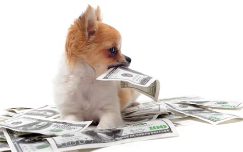 Dogs Eating Money It Happens More Often Than You Think Terribly Terrier