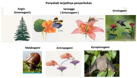 Sistem Perkembangbiakan Tumbuhan Dan Hewan Rpal Rpul